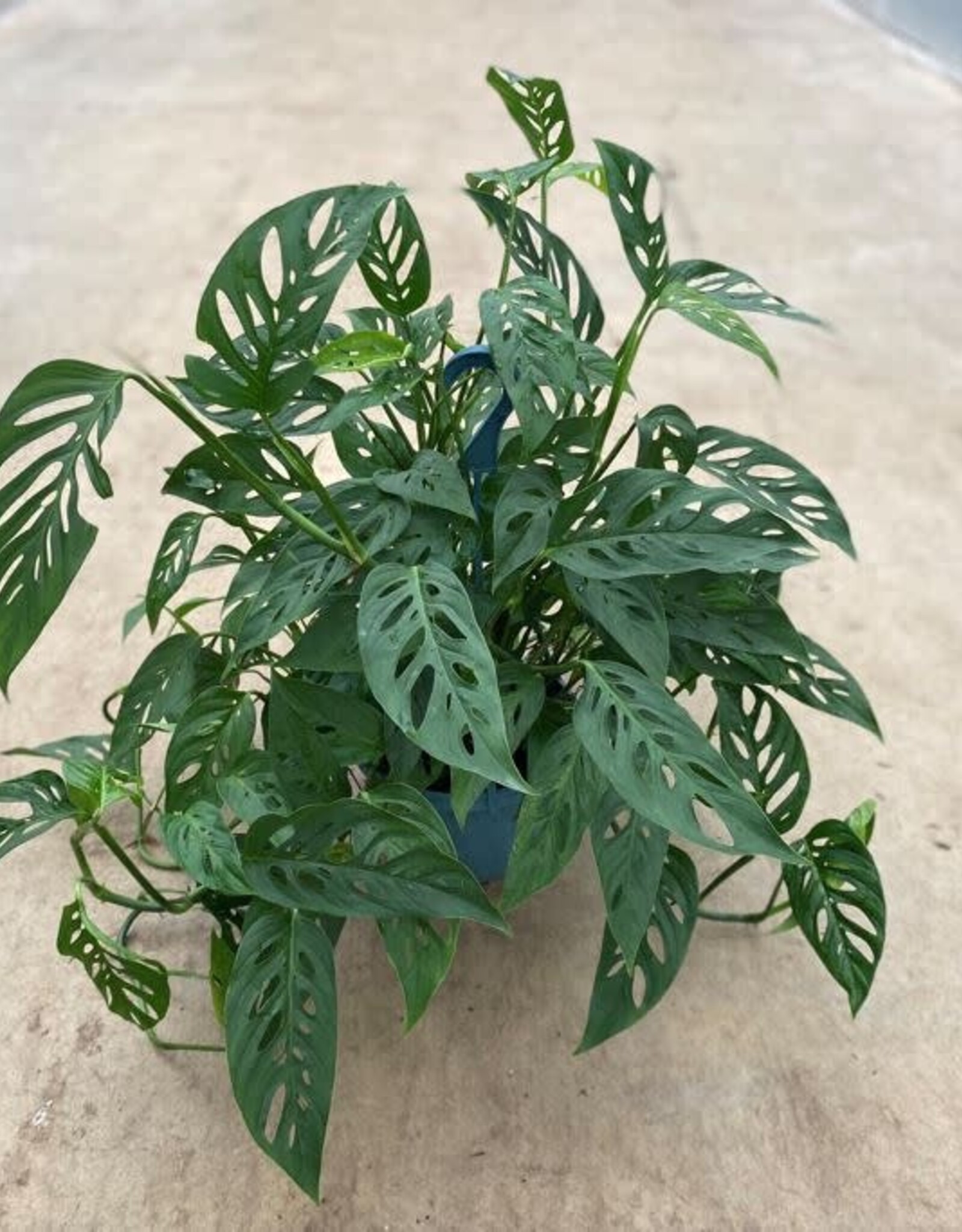 Mainland Monstera Adansonii10 in HB Swiss Cheese Vine