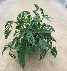 Mainland Monstera Adansonii10 in HB Swiss Cheese Vine