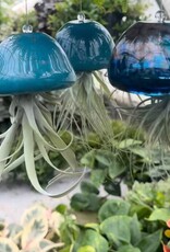 Jellyfish Air Planter  - Lake Blue w/ airplant Medium