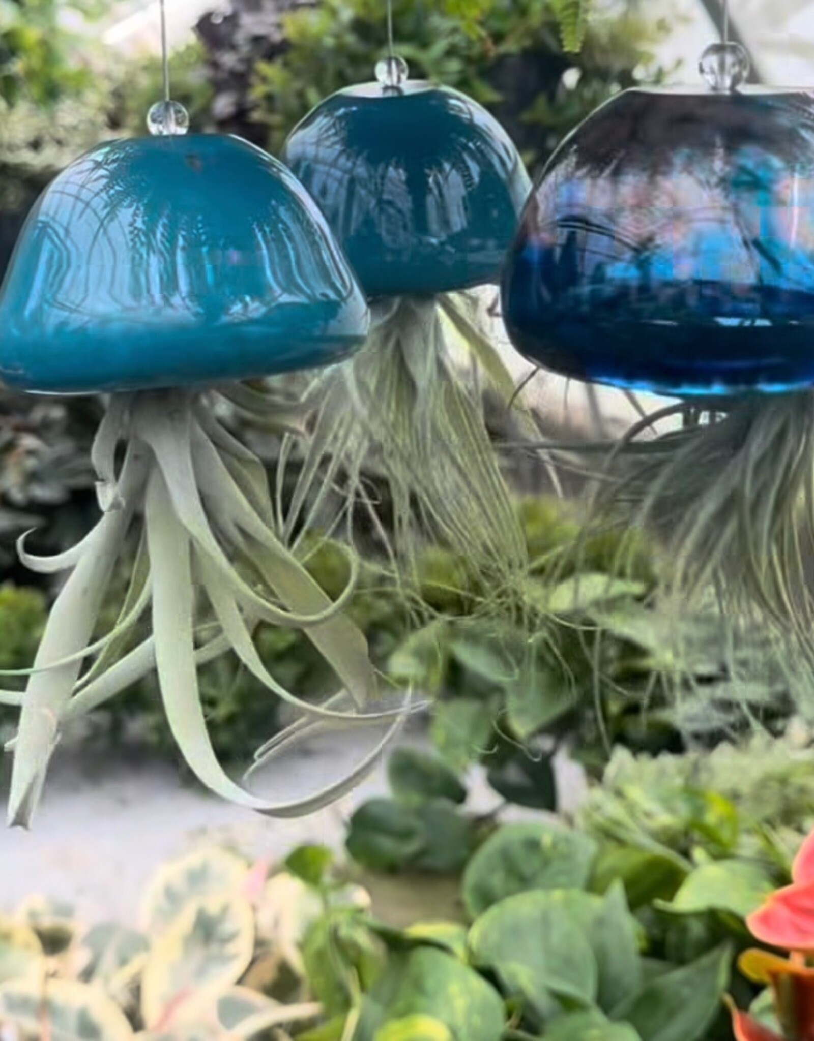 Jellyfish Air Planter  - Lake Blue w/ airplant Medium