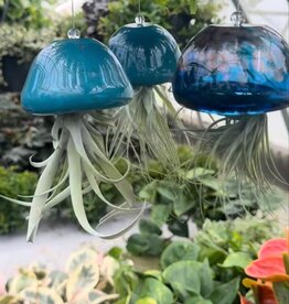 Jellyfish Air Planter  - Lake Blue w/ airplant Medium