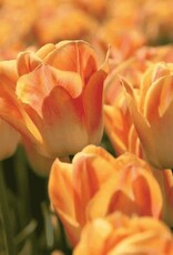 Leo Berbee Tulip Salmon Dynasty - Triumph each bulb price