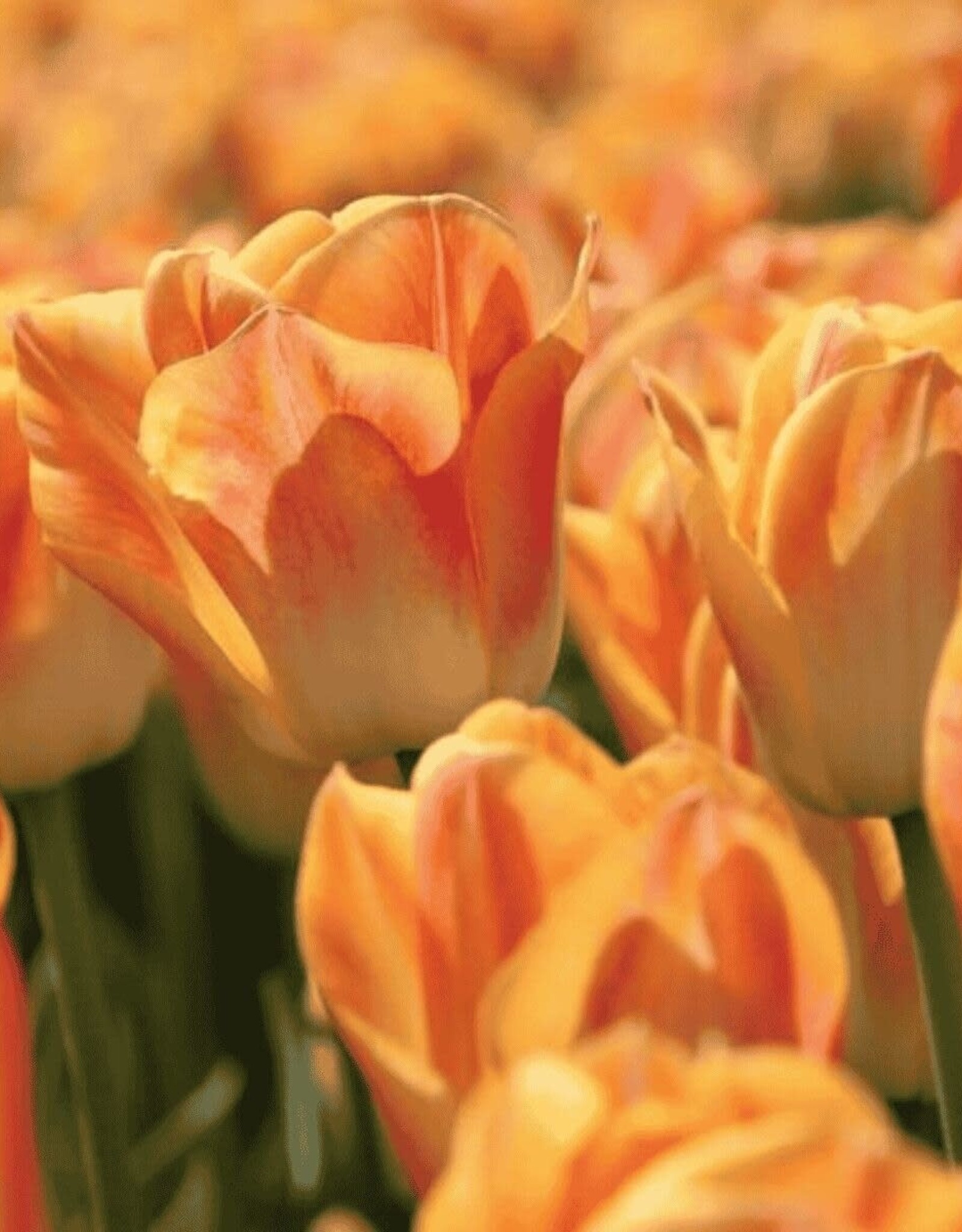 Leo Berbee Tulip Salmon Dynasty - Triumph each bulb price
