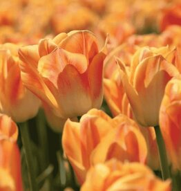 Leo Berbee Tulip Salmon Dynasty - Triumph each bulb price