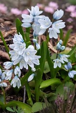 Leo Berbee Puschkinia Libanotica - Striped Squill each bulb pricerice
