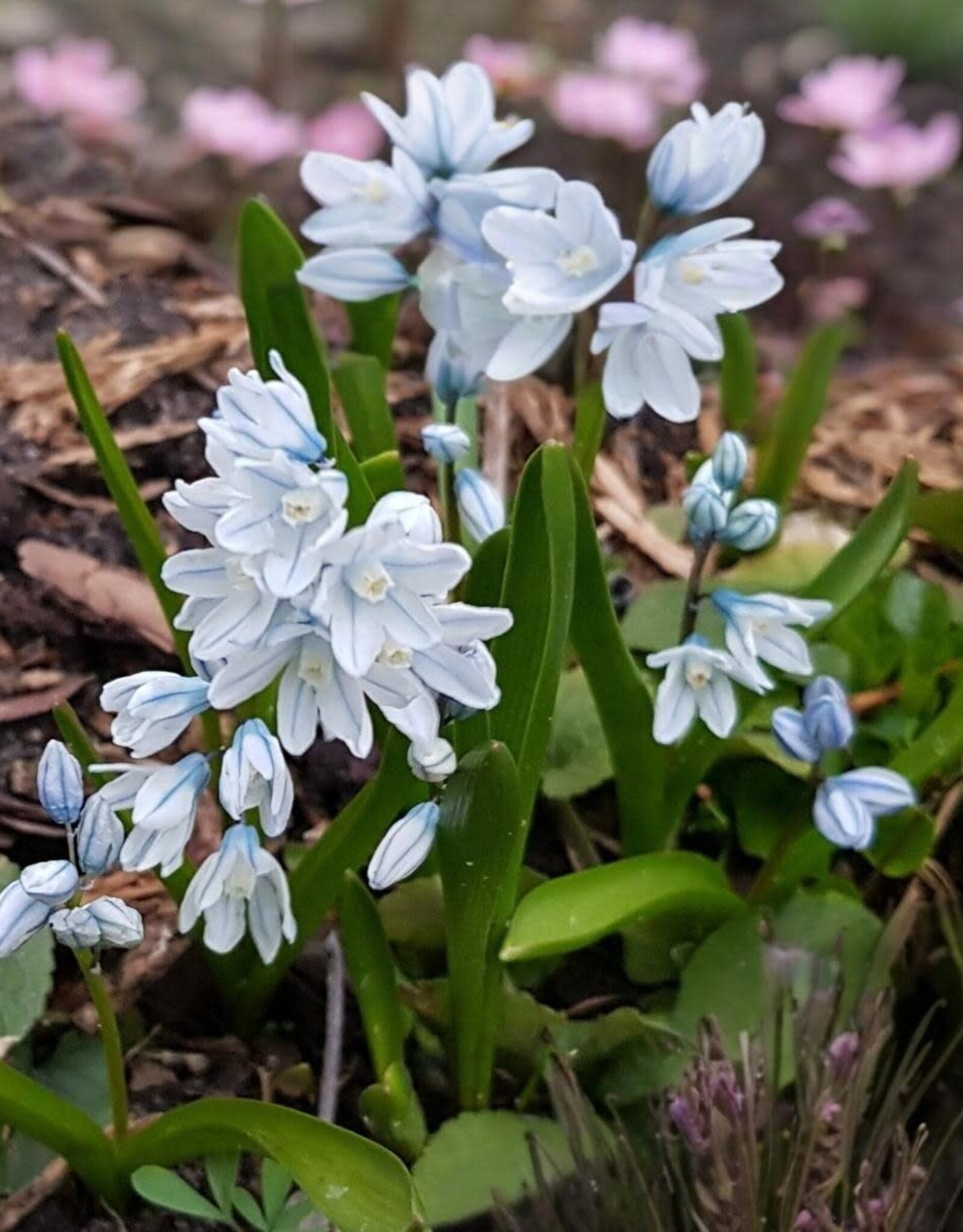 Leo Berbee Puschkinia Libanotica - Striped Squill each bulb pricerice