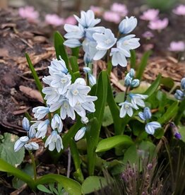 Leo Berbee Puschkinia Libanotica - Striped Squill each bulb price