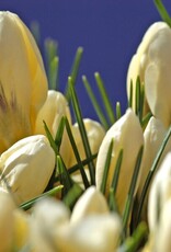 Leo Berbee Crocus Snowbunting- each bulb price