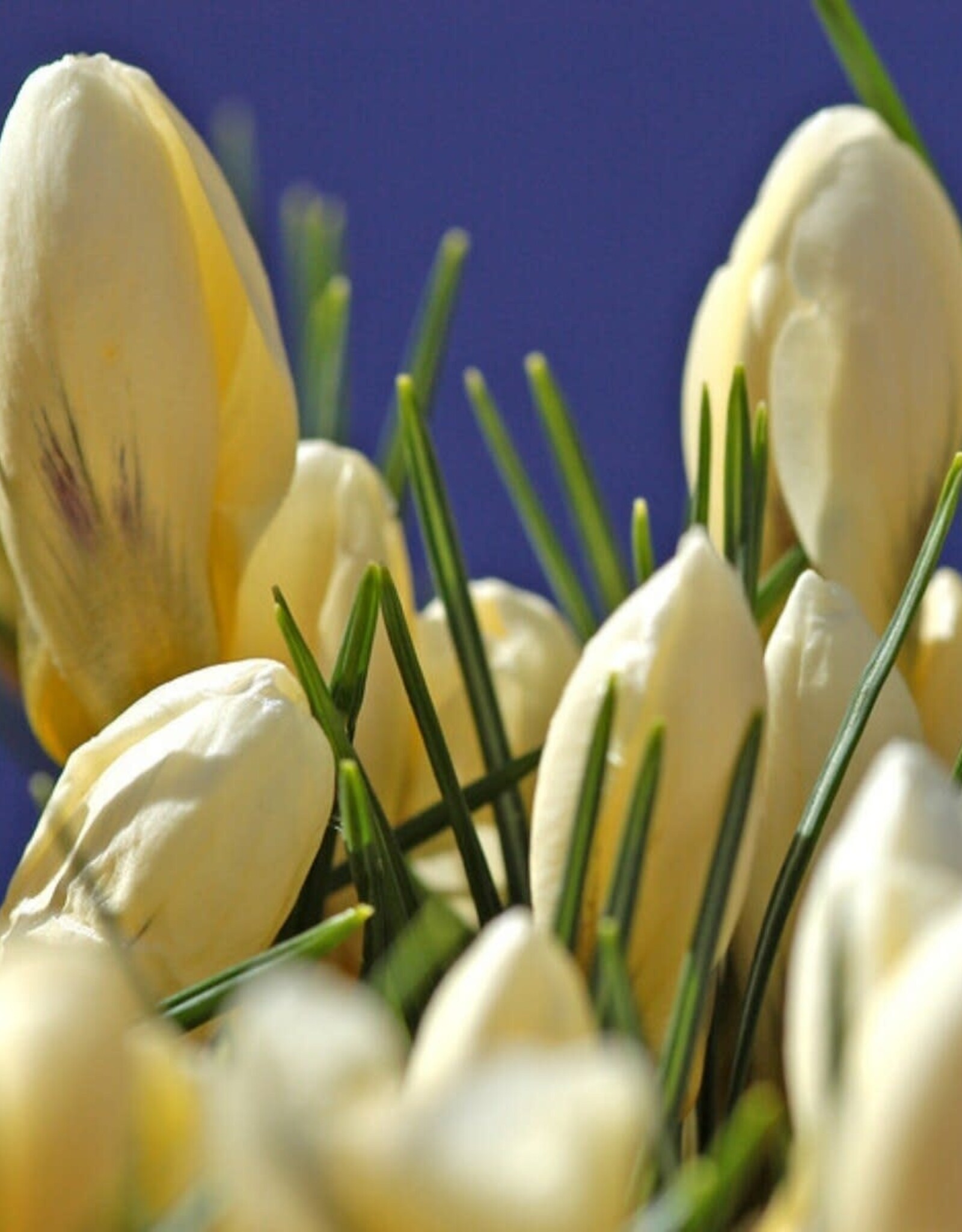 Leo Berbee Crocus Snowbunting- each bulb price