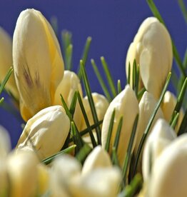 Leo Berbee Crocus Snowbunting- each bulb price