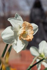 Leo Berbee Daffodil British Gamble - Trumpet 14/16 size bulb