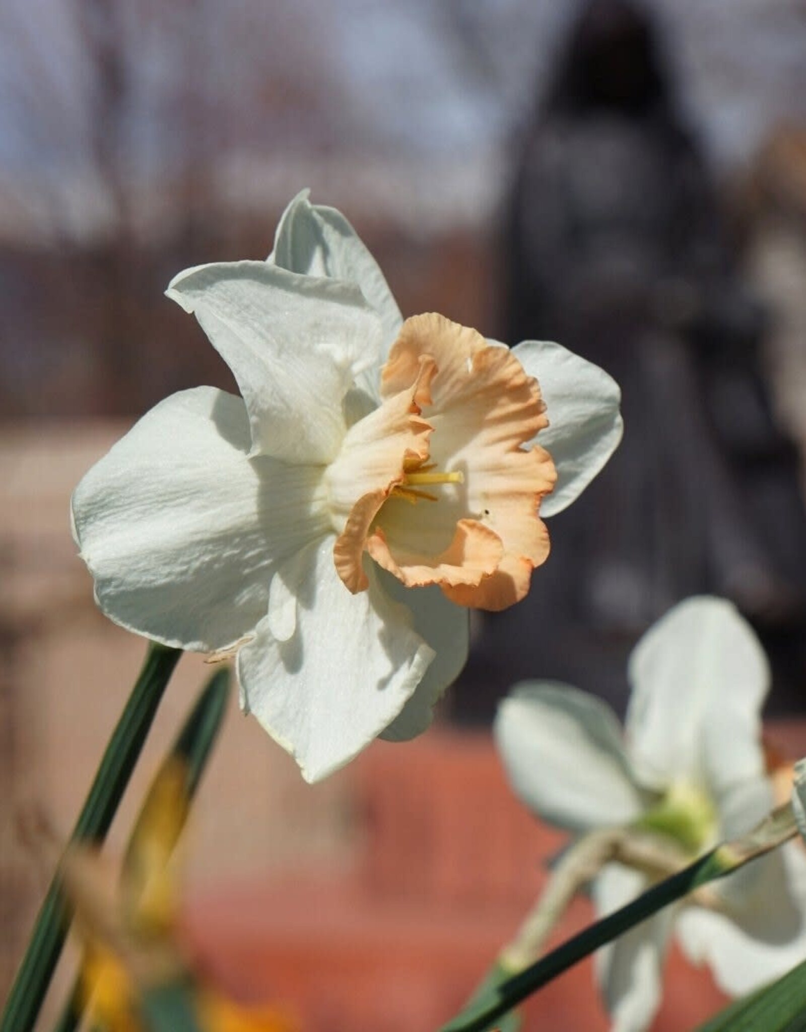 Leo Berbee Daffodil British Gamble - Trumpet 14/16 size bulb
