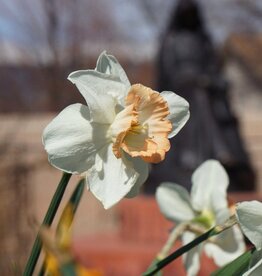 Leo Berbee Daffodil British Gamble - Trumpet 14/16 size bulb