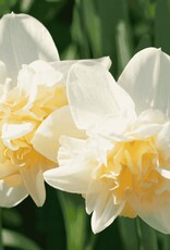 Leo Berbee Daffodil Manly - Double  14/16 size / each bulb price