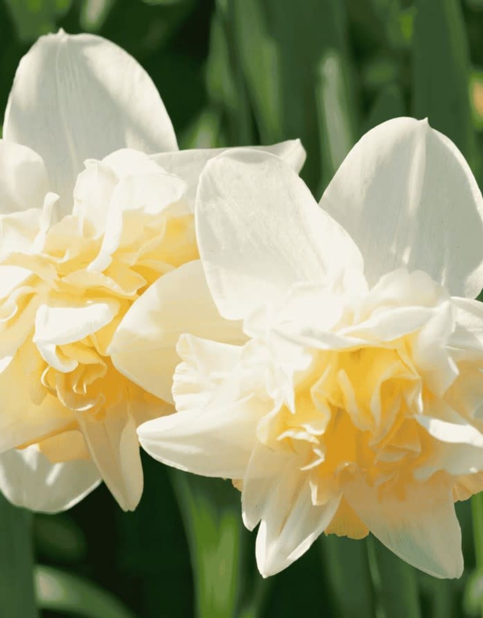 Leo Berbee Daffodil Manly - Double  14/16 size / each bulb price