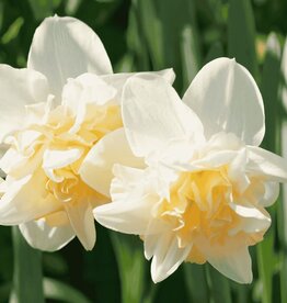 Leo Berbee Daffodil Manly - Double  14/16 size / each bulb price
