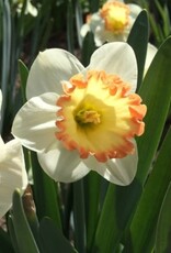 Leo Berbee Daffodil Romy - Large Cup  14/16 size / each bulb price