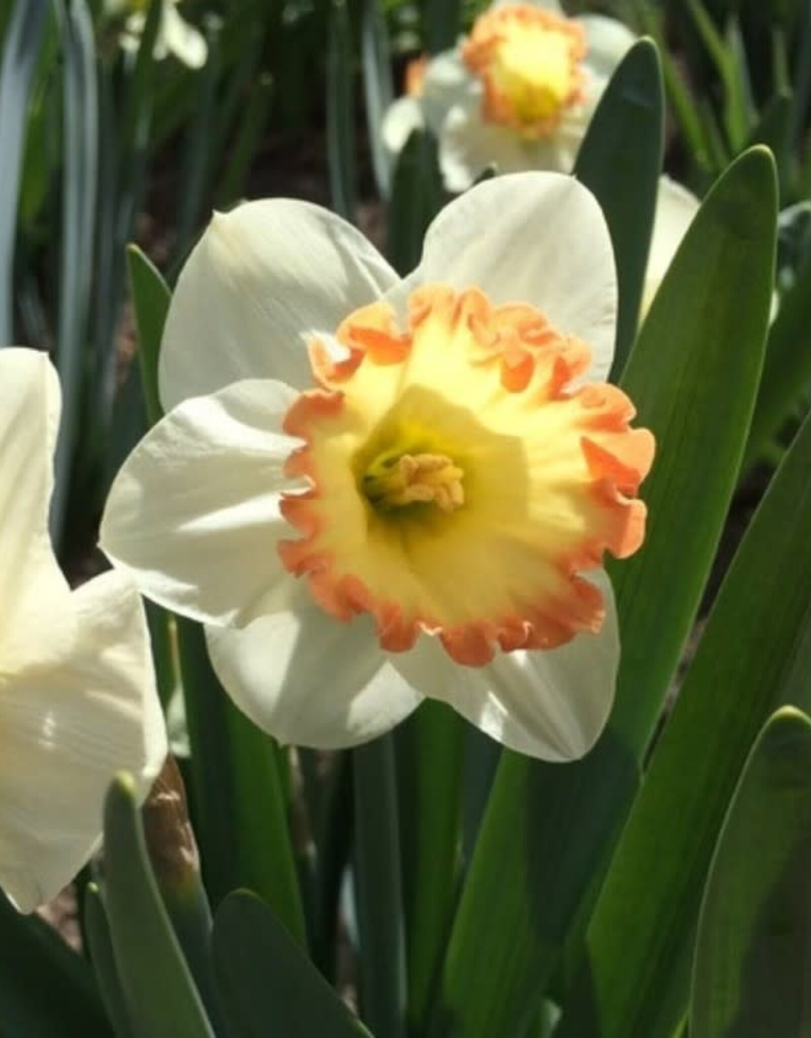 Leo Berbee Daffodil Romy - Large Cup  14/16 size / each bulb price