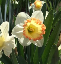 Leo Berbee Daffodil Romy - Large Cup  14/16 size / each bulb price