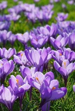 Leo Berbee Crocus Remembrance - Dark Blue-  each bulb price