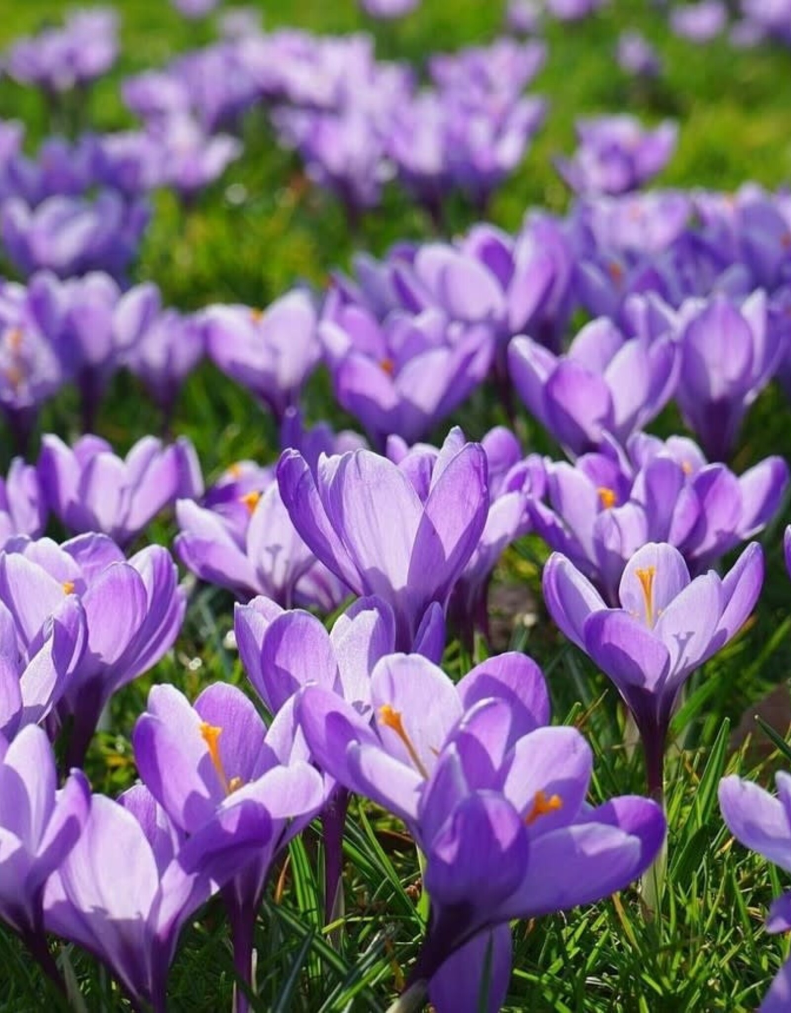 Leo Berbee Crocus Remembrance - Dark Blue-  each bulb price