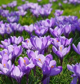 Leo Berbee Crocus Remembrance - Dark Blue-  each bulb price