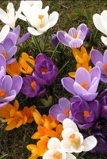 Leo Berbee Crocus Mixed -  each bulb price