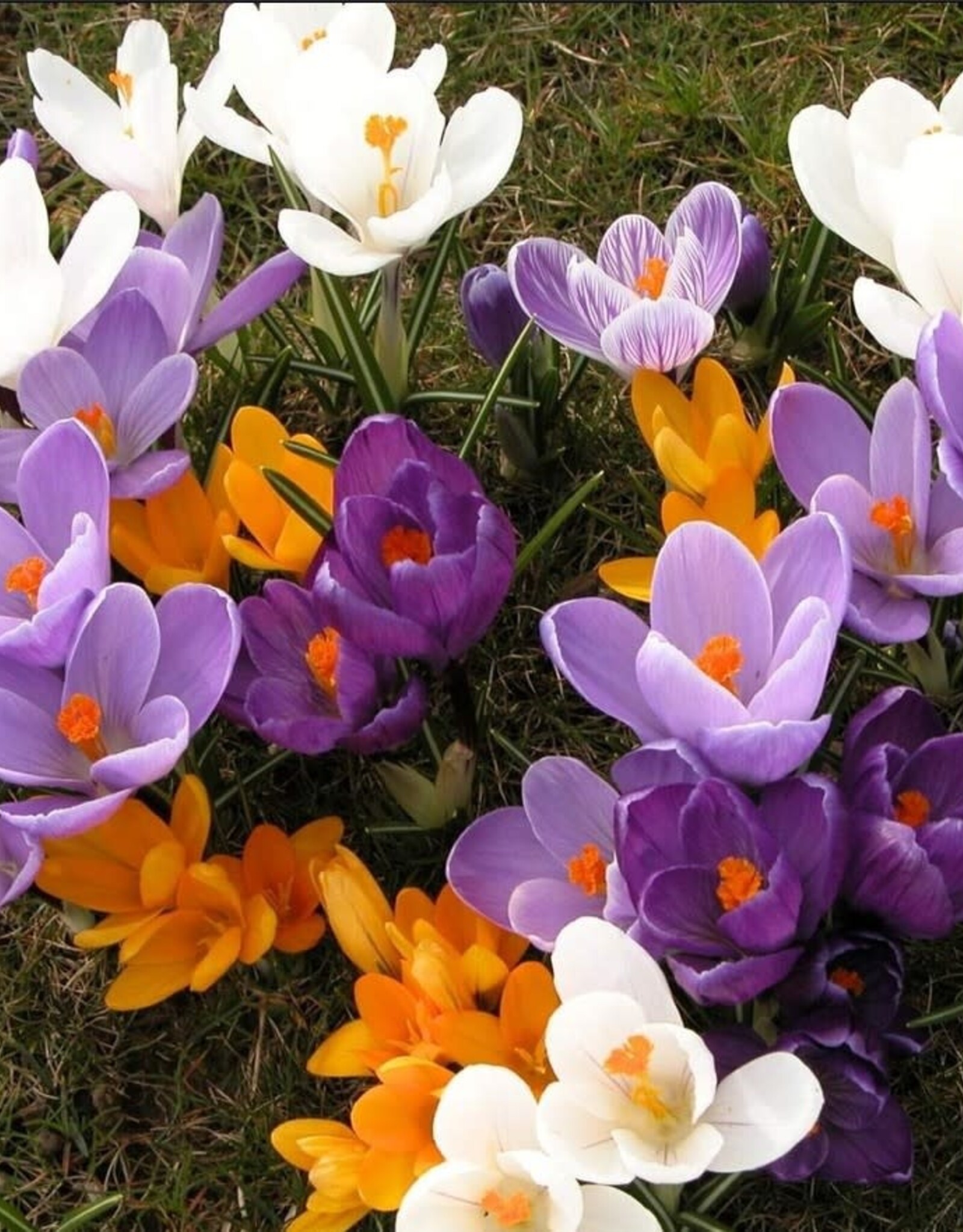 Leo Berbee Crocus Mixed -  each bulb price