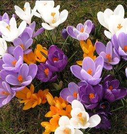 Leo Berbee Crocus Mixed -  each bulb price