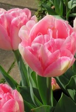 Leo Berbee Tulip Foxtrot - Double Early  -  each bulb price
