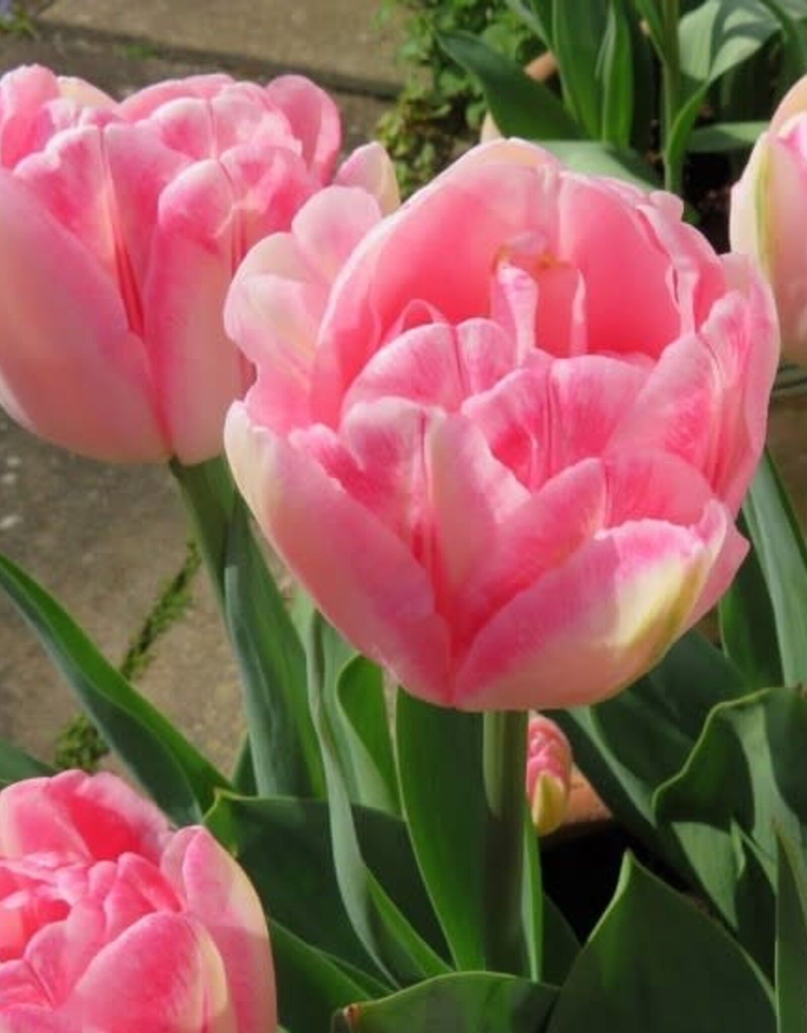 Leo Berbee Tulip Foxtrot - Double Early  -  each bulb price
