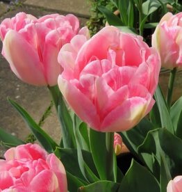 Leo Berbee Tulip Foxtrot - Double Early  -  each bulb price