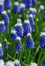Leo Berbee Muscari Mount Hood  -  each bulb price
