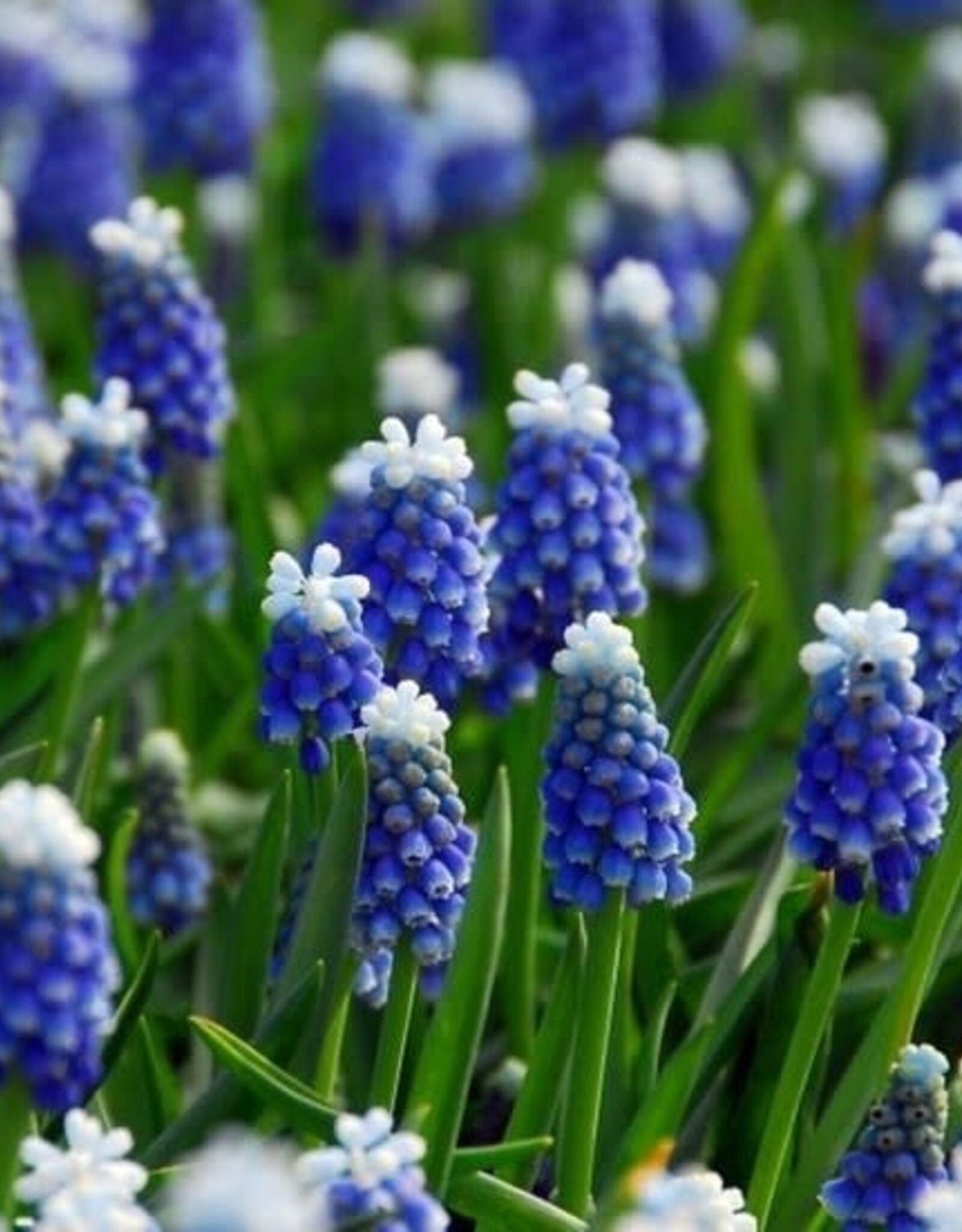Leo Berbee Muscari Mount Hood  -  each bulb price