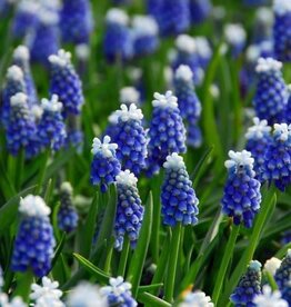 Leo Berbee Muscari Mount Hood  -  each bulb price