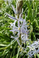 Leo Berbee Camassia Cusickii 14/+size -  each bulb price