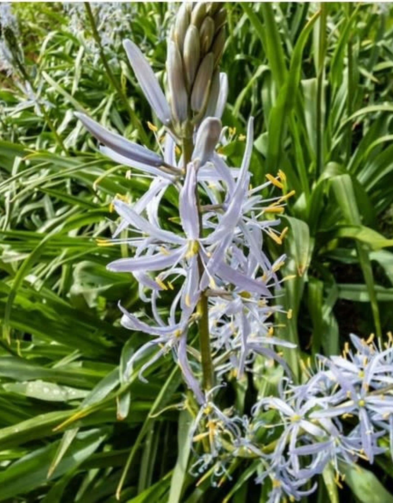 Leo Berbee Camassia Cusickii 14/+size -  each bulb price