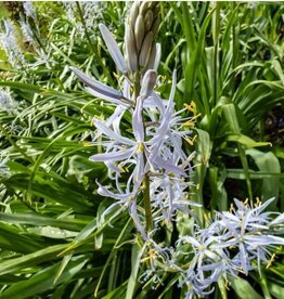 Leo Berbee Camassia Cusickii 14/+size -  each bulb price