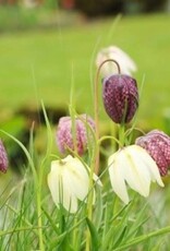 Leo Berbee Fritillaria Meleagris Mixed -  each bulb price Checker Lily