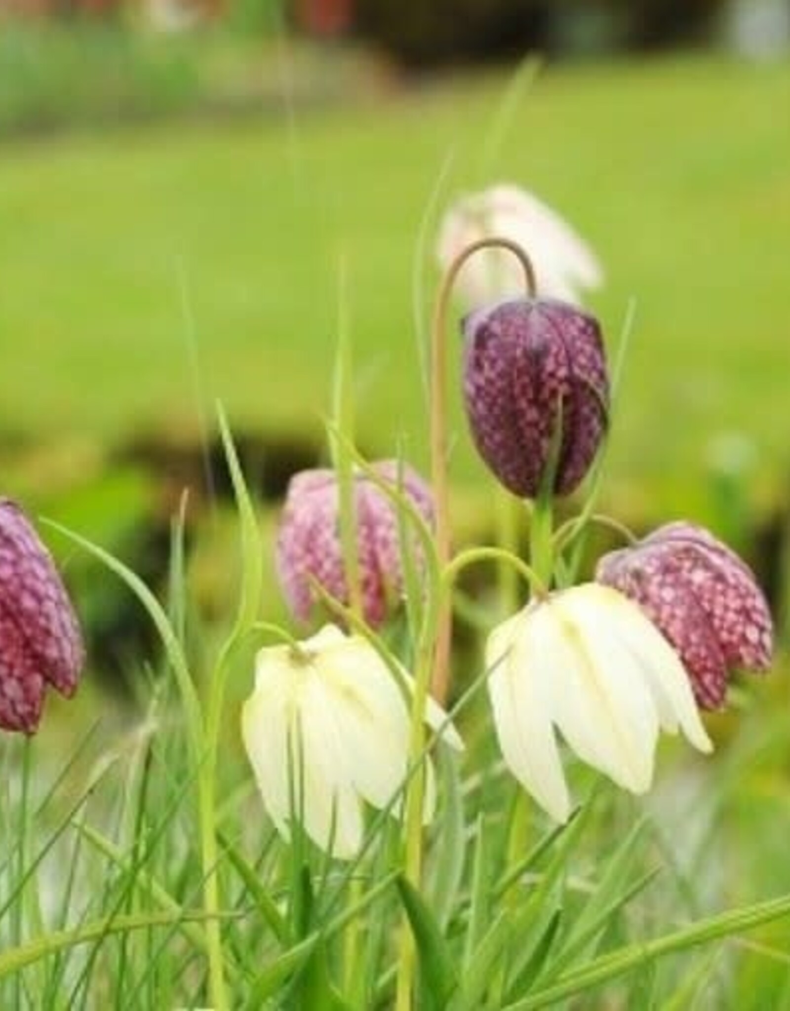 Leo Berbee Fritillaria Meleagris Mixed -  each bulb price Checker Lily