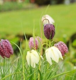 Leo Berbee Fritillaria Meleagris Mixed -  each bulb price Checker Lily