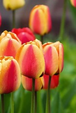 Leo Berbee Tulip Apeldoorn's Elite - Darwin-Hybrid -  each bulb price