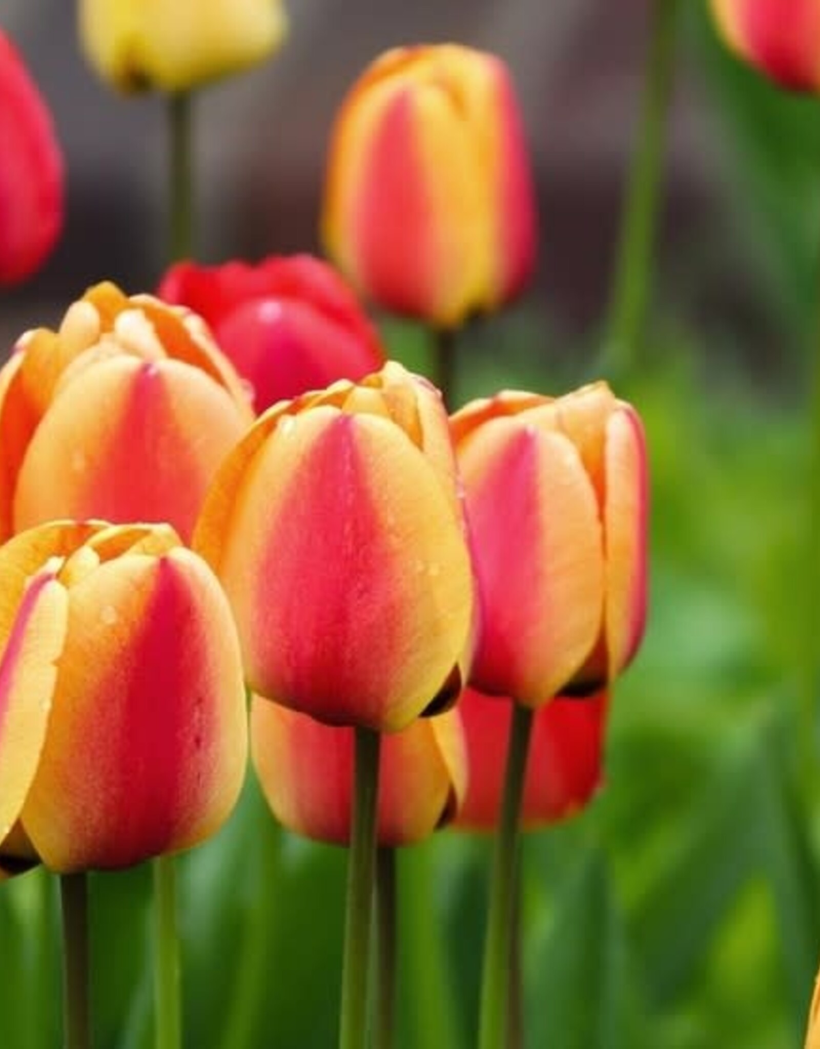 Leo Berbee Tulip Apeldoorn's Elite - Darwin-Hybrid -  each bulb price