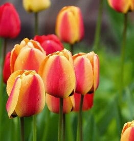 Leo Berbee Tulip Apeldoorn's Elite - Darwin-Hybrid -  each bulb price