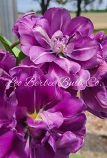 Leo Berbee Tulip Blue Diamond - Double Late-  each bulb price