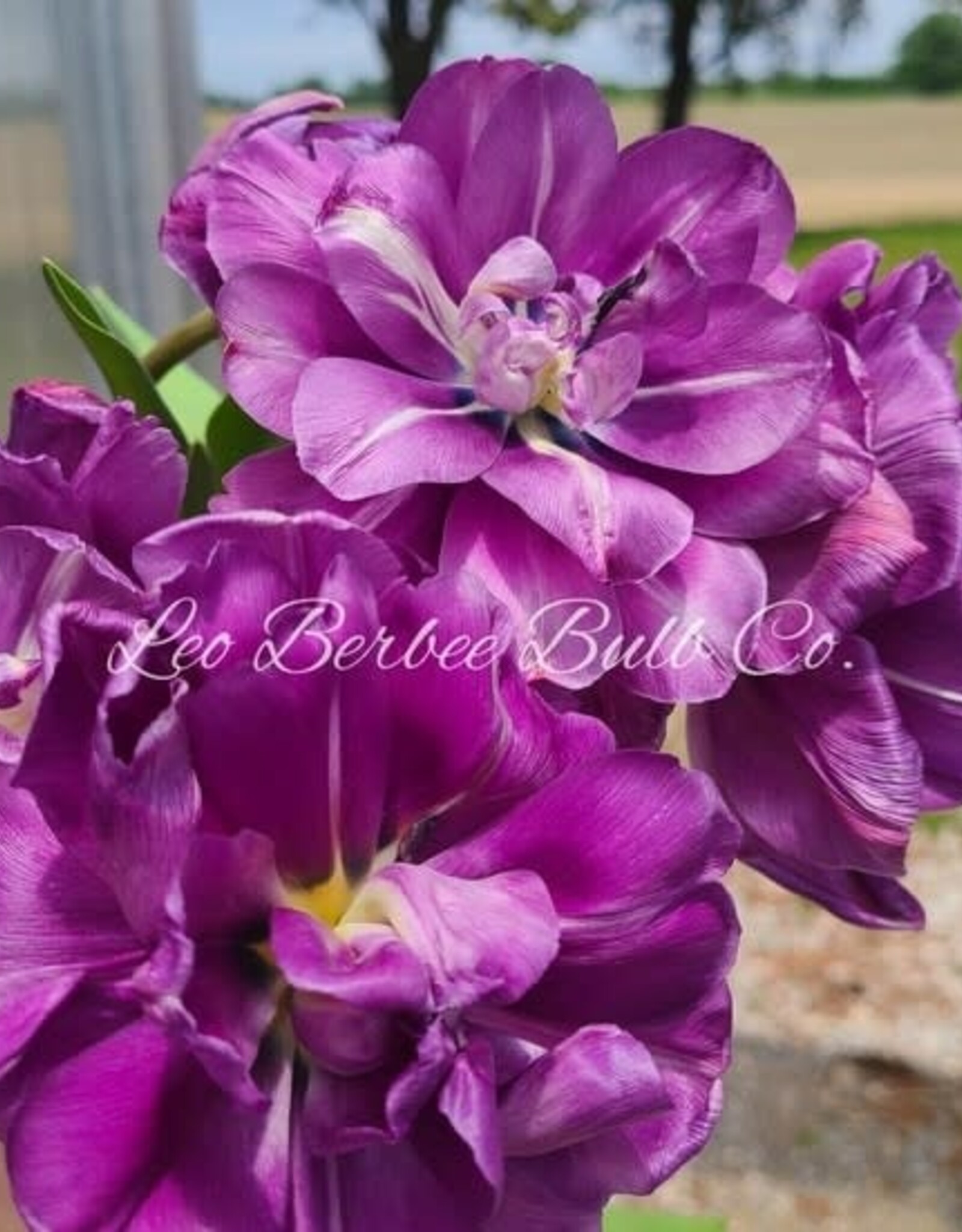 Leo Berbee Tulip Blue Diamond - Double Late-  each bulb price