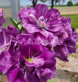 Leo Berbee Tulip Blue Diamond - Double Late-  each bulb price