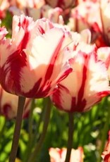 Leo Berbee Tulip Estella Rijnveld - Parrot  -  each bulb price