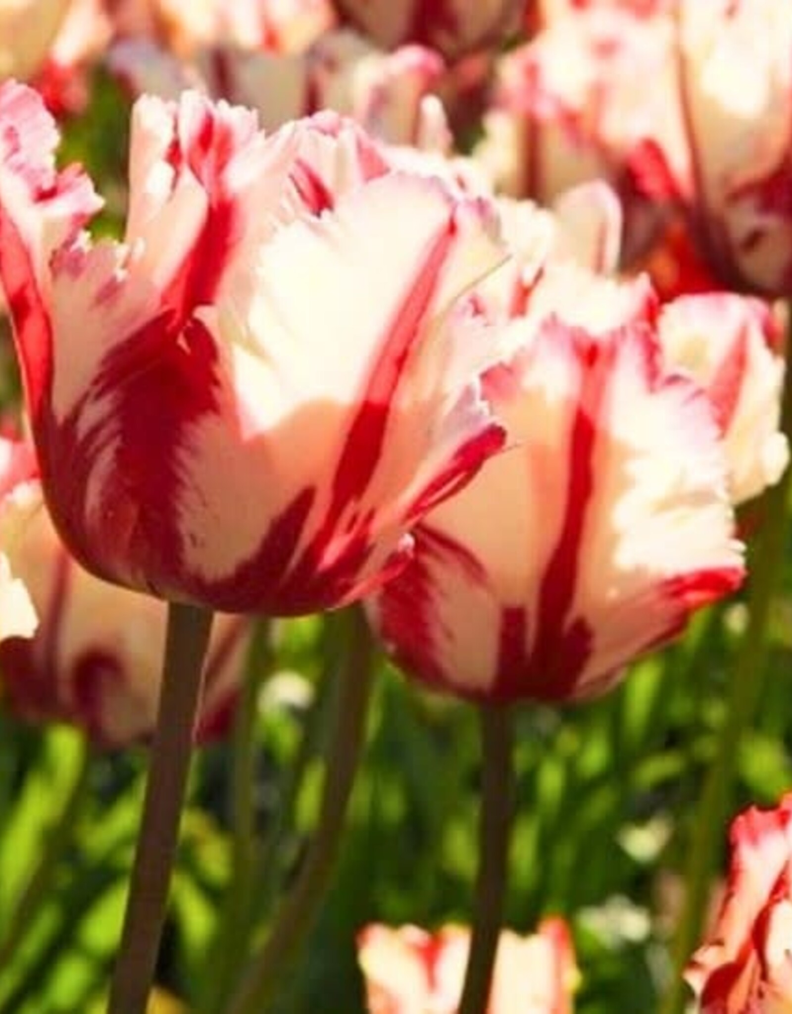 Leo Berbee Tulip Estella Rijnveld - Parrot  -  each bulb price