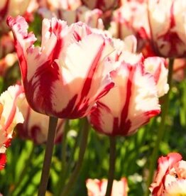 Leo Berbee Tulip Estella Rijnveld - Parrot  -  each bulb price
